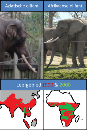 De Aziatische en Afrikaanse Olifant